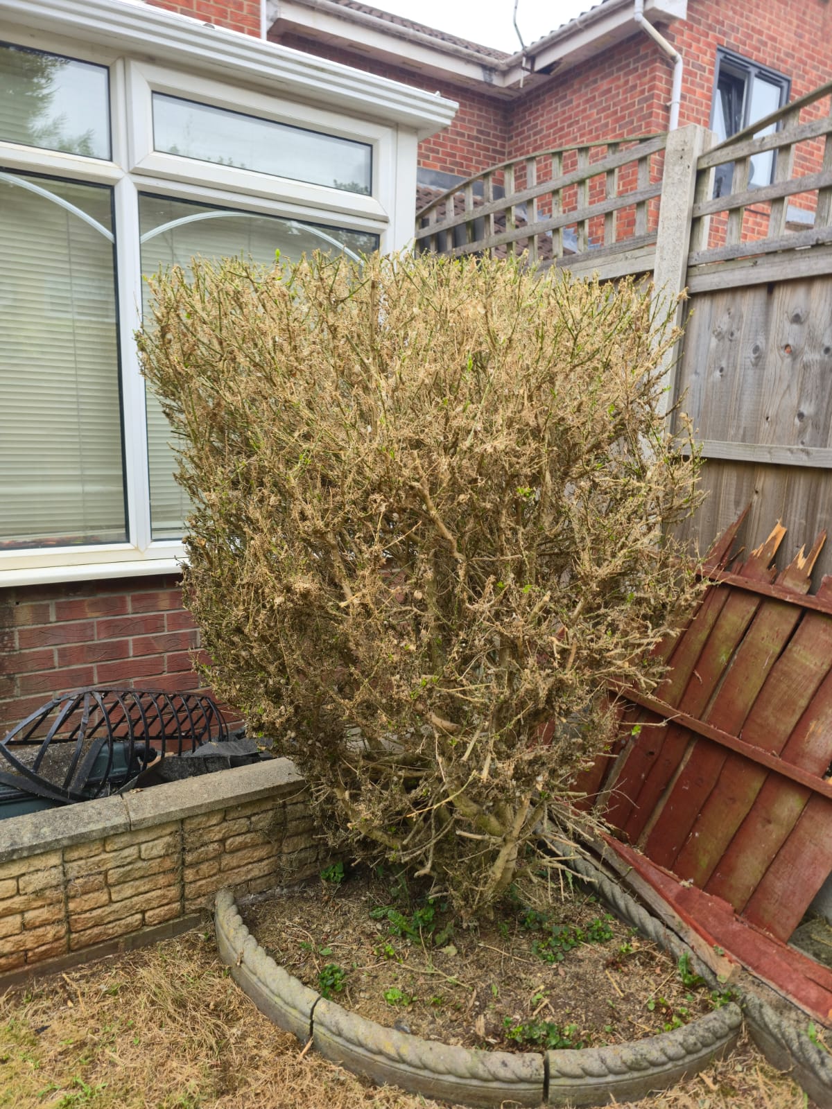 Before garden clearance - overgrown bush blocking garden space